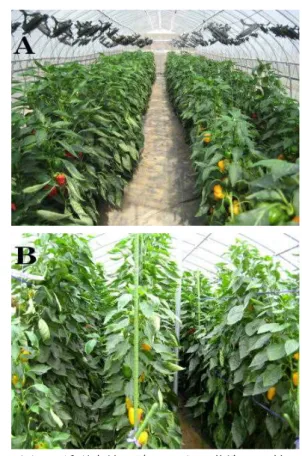 図 3 誘引方法の違いによる草姿の比較 A：つる下ろし斜め誘引（2012/10），B：垂直誘引（2009/9） 3 ．着色不良果追熟試験 着色程度 1 ～ 3 の果実を， 15°C ， 20°C 及び 25°C の 温度条件，光照射の有無の組み合わせで着色程度の変 化をみたところ，およそ 3 日間で大部分の果実が着色 部 80 ～ 100% に達した（表 2 ，図 4 ）．収穫時の着色 程度が進んでいる方がより早く着色するほか，より高 い温度条件下で着色が早く進む傾向がみられた．暗黒 下でも着色は進んだが，
