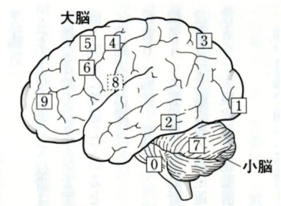 図 2: 脳の機能分化。視覚情報処理 (1. 初期視覚野, 2.what 経 路, 3.where 経路), 運動系 (0. 脳幹・脊髄, 4. 運動野, 5. 補足運動 野, 6