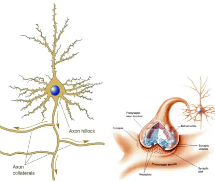 図 3: ニューロンの概形 (左）シナプスの模式図（右） とよばれる部分からなる。樹状突起はアンテナ (入力)、軸索は送電線 (出力) と考えれば分 かりやすい。 ニューロンは電気信号を送受信することで情報処理を行っており，ごく短い（数ミリ秒） 期間に興奮し，興奮した電位を他のニューロンに伝える。 ニューロンの内部と外部とでは N a + , K + イオンなどの働きにより電位差がある。通 常、内部電位は外部よりも低い。外部を 0 としたときの内部の電位を 膜電位 という。入 力信号が無いときの膜電位を 静