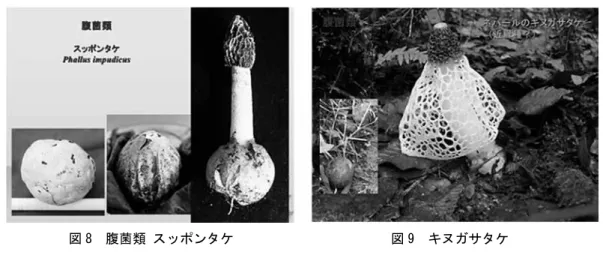 図 6  昆虫寄生性きのこ  図 7  腹菌類  杯となり、虫体から出て来た部分がきのこである。クモタケはトタテグモという地下生のクモを殺し地上に出る。カメムシタケはカメムシの体内を菌糸で一杯にし、体内からきのこが出て来る。冬虫夏草菌類は周りの組織を分解する力がないので虫体の外形はそのままの状態である。アリタケも同じで、アリの体内は菌糸であるが、外形はアリそのものに見える。ハナサナギタケは蛾の幼虫に寄生する（図 6）。   この中で価格が一番高いのが中国四川省・青海省の高原で採れるトウチュウカソウで、現在の
