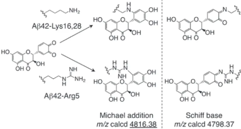 図 6　Aβ42と酸化型タキシフォリンとの付加体形成メカニズム
