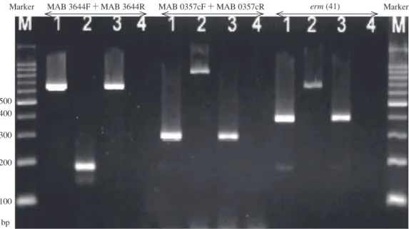 Fig. 2 The electrophoresis of PCR assay targeting the MAB 3644/0357 and erm (41) gene.  (Label; M: marker,   1: sample in our case,  2: M.abscessus subsp. abscessus,  3: M