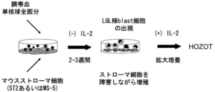 図 2 HOZOT 誘導法 HOZOT の誘導法を簡略化して示した．臍帯血より  Ficoll-Paque 遠心法により分離された単核球の全画分をマウススト ローマ細胞と共培養する．IL2 などの増殖因子を加えるこ となく 23 週間培養を続けるとストローマ細胞に対して細胞 障害を示しながら増殖する blast 細胞の出現がみられるよう になる．しばらく IL2 無添加で培養を続けた後，さらに IL2 を加えることで長期の拡大培養が可能となり HOZOT として樹立できる 6) ． 現は常にみられる
