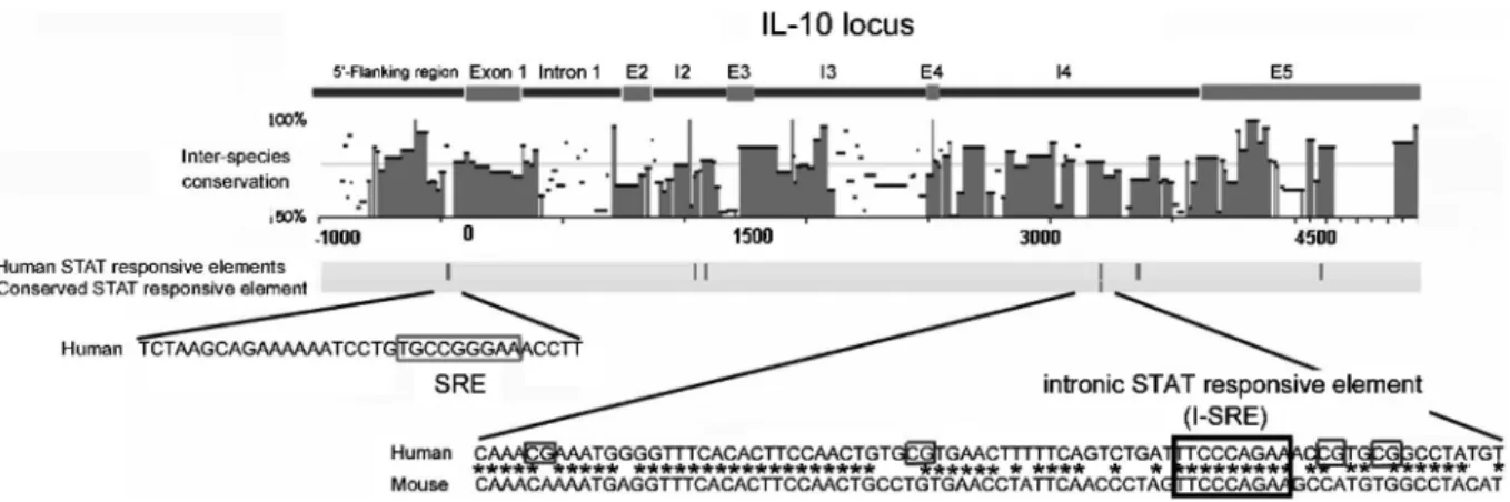 図 5 IL 10 遺伝子座の intron に存在する STAT 応答性の enhancer