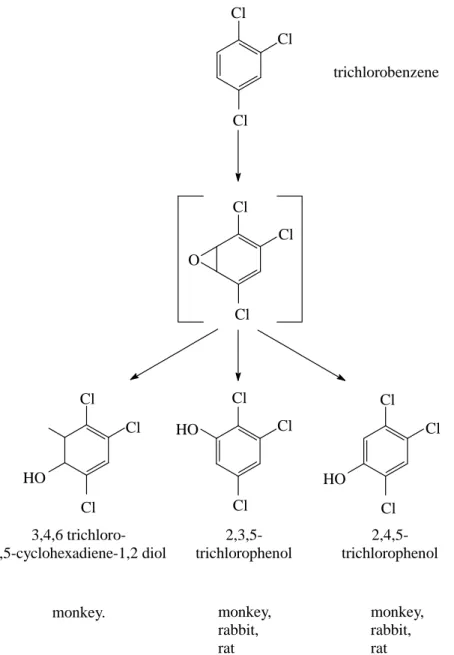 Figure  4.1  Metabolism of 1,2,4-TCB in laboratory animals 