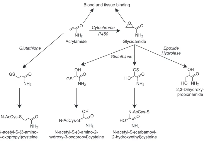 Figure 2. Acrylamide Metabolic Pathway, Adapted from Kirman et al. (48).