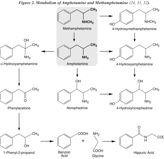 Figure 2. Metabolism of Amphetamine and Methamphetamine (24, 31, 32).