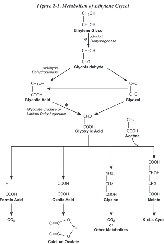 Figure 2-1. Metabolism of Ethylene Glycol 