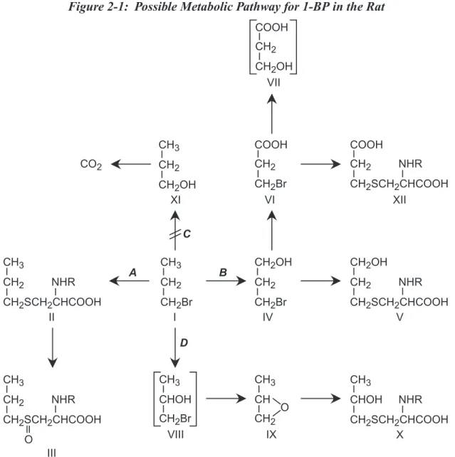 Figure 2-1:  Possible Metabolic Pathway for 1-BP in the Rat