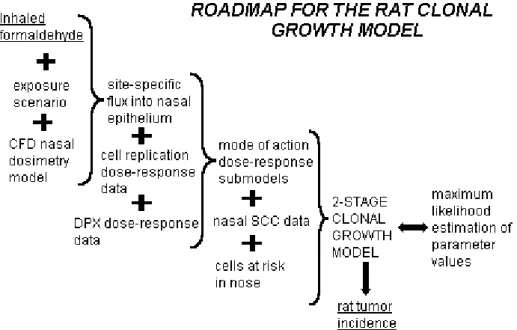 図 A-2：ラットのクローン増殖モデルのロードマップ  CFD = computational fluid dynamics(計算流体力学)   DPX = DNA–protein crosslinking(DNA–タンパク架橋)  SCC = squamous cell carcinoma(扁平上皮がん) 