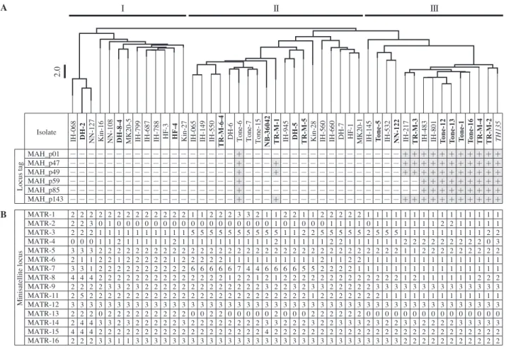 Fig. 1 Mycobacterium avium tandem repeats̲variable number tandem repeat (MATR-VNTR) profiling of clinical isolates.  (A)  Dendrogram constructed from the results of MATR-VNTR typing analysis, showing the presence of pMAH135 genes for M.avium  isolates, inc