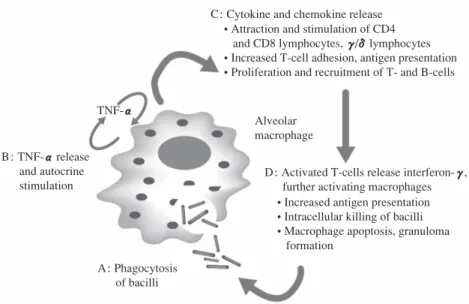 Fig. 1 Schematic representation of the central role of TNF-α α in the cellular immune response to  M