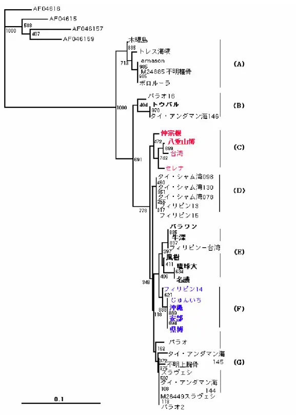 図 17  ミトコンドリア DNA・D ループの一部配列によるジュゴン各地域個体群の分子系統樹  青、赤：フィリピン、沖縄個体の塩基配列の比較で特徴的な置換を表していると考えられる個体、各 分岐点における数字：ブートストラップ値 ∗ 17 。AF04157-AF04160：アメリカマナティ（Garcia-Rodriguez  et al .,1998） 、 “セレナ” 、 “じゅんいち” ：フィリピンにて捕獲され、鳥羽水族館で飼育されている雌 雄個体。系統樹の横方向の枝の長さは塩基置換の割合を示す。  近縁