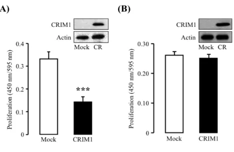 Fig. 9 Effect of CRIM1 on proliferation of BAEC and COS-7 cells. 