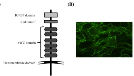 Fig 1. (A) Structure of CRIM1 and (B) localization of CRIM1 in HUVECs. 