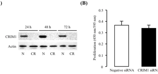Fig. 6 Effects of CRIM1 siRNA on expression of CRIM1 and proliferation of HUVEC. 