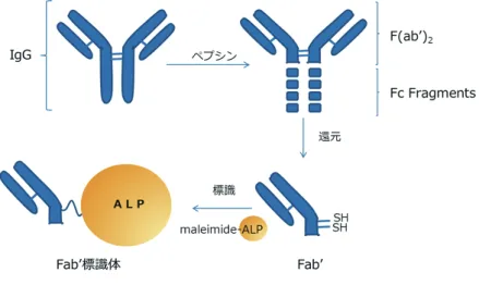 図 17 　 Fab' 標識体への酵素標識4. トラブルシューティング1) アルカリホスファターゼや蛍光タンパク質標識抗体の精製方法 アルカリホスファターゼ標識抗体や蛍光タンパク標識抗体は、アフィニティカラムによる精製で使用される酸性溶離液によって、酵素や蛍光タンパク質が失活するため、アフィニティカラムによる精製法は使用できない。したがって、これらの標識抗体を精製するには、中性条件下のゲル濾過などで精製する必要がある。ただし、抗体の分子量と未反応の酵素もしくは蛍光タンパク質の分子量には大差がないので、非常に
