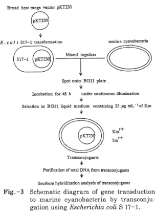 Fig.  -  3  Schematic  diagram  of  gene  transduction  to  marine  cyanobacteria  by  transconju   -gation  using  Escherichia  coli  S  17-1  .