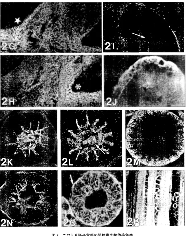 図 2 ニワトリ睦子背部の間接蛍光抗体染色像 7日目 (A ， B ，  C) ，  9日目 (D ， E ，  F) ，  1 0日目 (G ， H，  1 ，  J) の背部皮膚矢状断面， 1 3日目 (K， L， M)， 1 5日目 (N，0) の羽芽横断面と 1 9日 目 (P) の羽芽縦断面を示す