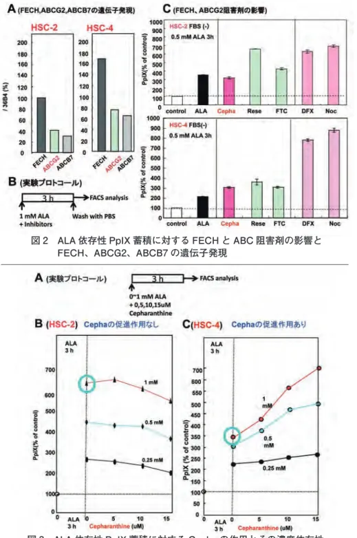 図 3　ALA 依存性 PpIX 蓄積に対する Cepha の作用とその濃度依存性