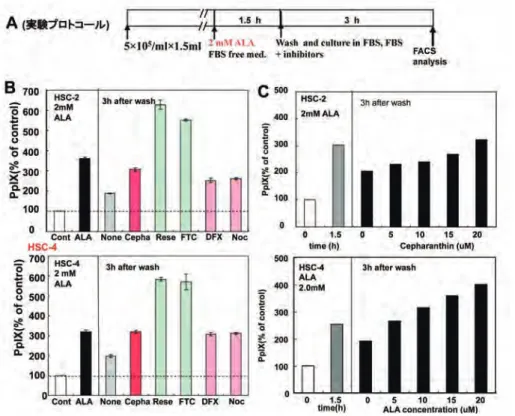 図 4　細胞内蓄積 PpIX の時間依存的低下と FECH や ABCG2 阻害剤によるその抑制
