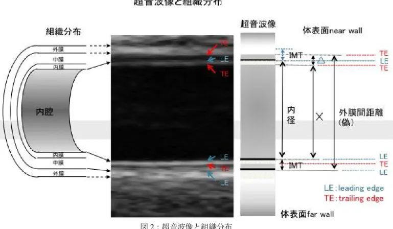 図 2：超音波像と組織分布 