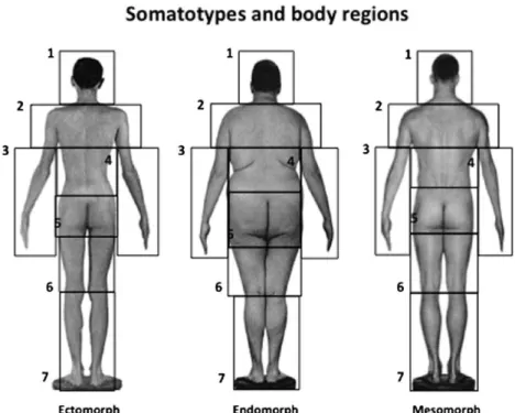 図  2  Male images of ectomorphic, endomorphic and mesomorphic  somatotypes were divided into seven regions in order to analyze male 