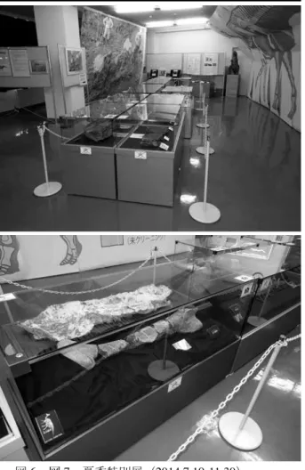 図 6・図 7 　夏季特別展（ 2014.7.19-11.30 ） 図 6 （上）全景，図 7 （下）大腿骨の展示