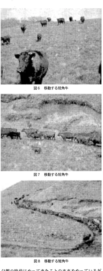 図 6 移動する短角牛 図 7 移動する短角牛 図 8 移動する短角牛 父親の時代にやっできたことのままをやっているだ けで、その当時から、誰も大学で畜産学、草地学を 学んだ人というのはほとんど地域では少ない中で、 逆にウシに教わってやってきたという、そんなこと でした。 それから、先ほど、秦先生もおっしゃったように、 どんどん自由化が始まって、肉牛の値段がどんどん 下がっていくという中で、これではやっていけない という限界のところまできたわけです。自分はそんな中で、当時は子牛の生産販売だけで経済活動を補っ