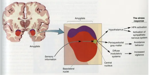 図 2: 扁桃体 amygdala からのストレス反応。扁桃体は視床 thalamus からくる 上行性の感覚情報と新皮質からの下行性の入力を受ける。この情報は基底外側核 basolateral nuclei によって統合され，中心核 central nucleus へ伝達される。中心核 の活性化は視床下部 hypothalamus, 中脳中心灰白質 periaqueductal gray matter, 拡散調整系 diﬀuse modulatory systems へと伝達されストレス反応となる。視床 