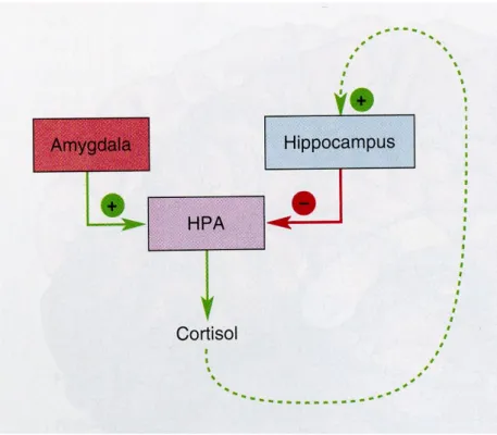 図 3: 扁桃体 amygdala と海馬 hippocampus による HPA 系の制御