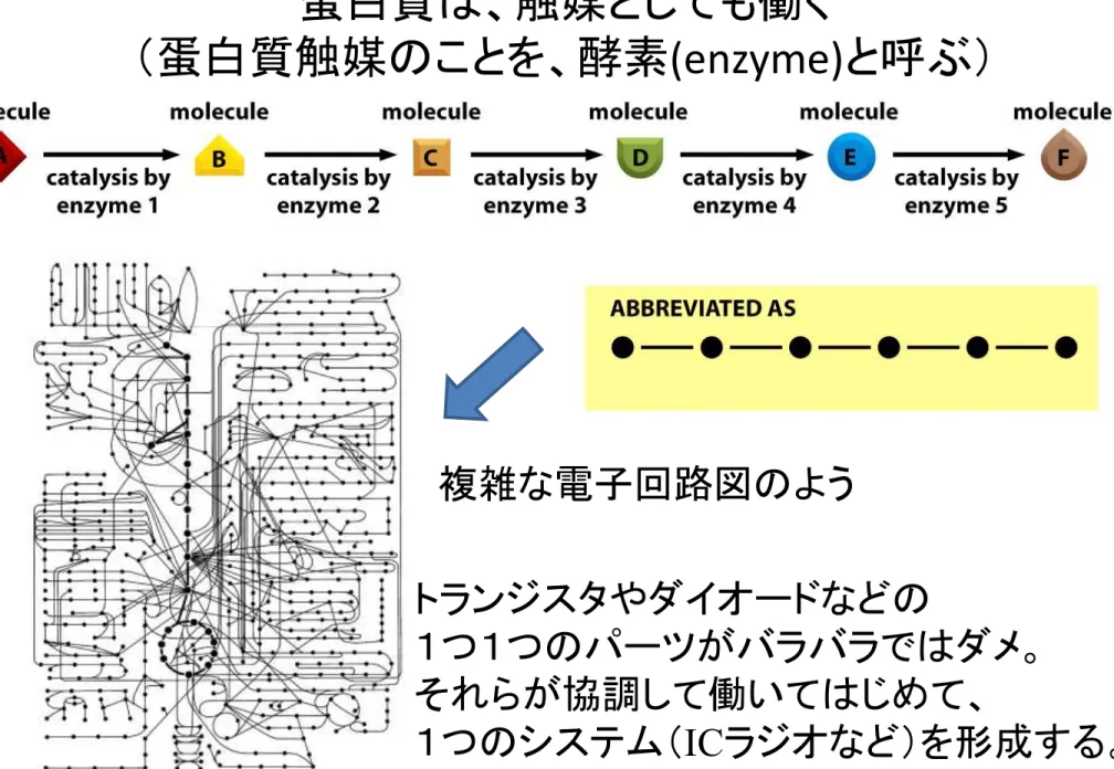 Figure 2-34,35  Molecular Biology of the Cell (© Garland Science 2008) 蛋白質は、触媒としても働く（蛋白質触媒のことを、酵素 (enzyme) と呼ぶ）複雑な電子回路図のようトランジスタやダイオードなどの １つ１つのパーツがバラバラではダメ。それらが協調して働いてはじめて、１つのシステム（IC ラジオなど）を形成する。18