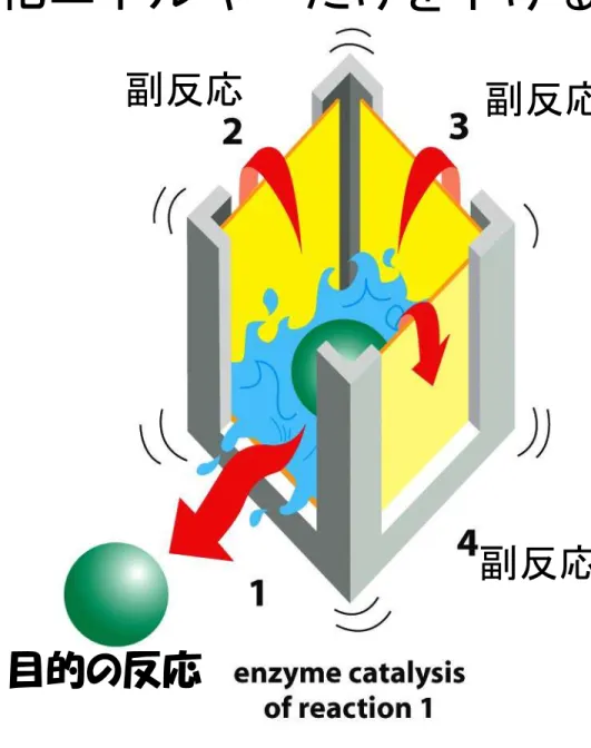 Figure 2-46b  Molecular Biology of the Cell (© Garland Science 2008)副反応副反応目的の反応副反応 目的の反応 副反応 副反応副反応酵素は、目的反応の活性化エネルギーだけを下げる生命体は秩序だっている必要があり、目茶苦茶な反応によりいろんな物質（カス・有害物質）が出来たのでは困る。19