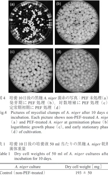 図 4　  培養 10 日後の黒麹 A. niger 菌糸の写真：PEF 未処理（a），