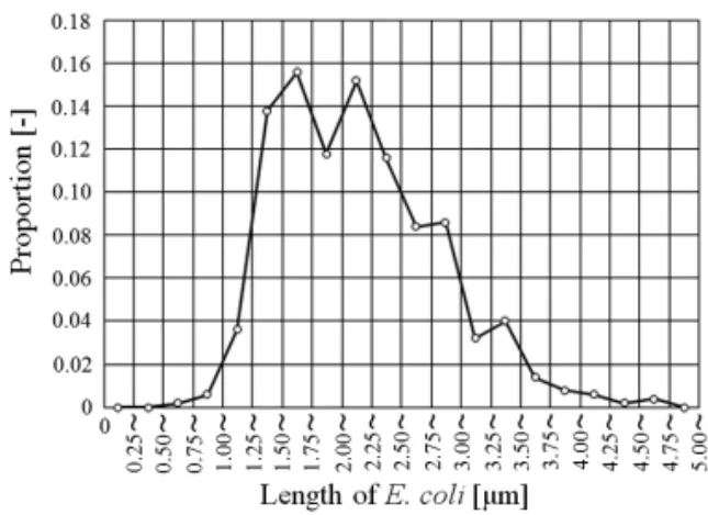 表 2　大腸菌の長さの区切りと平均値