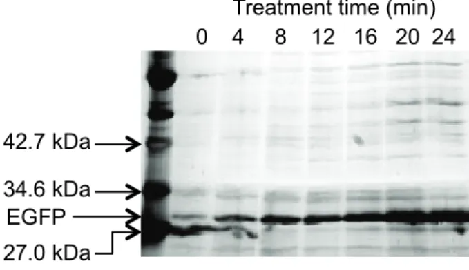 Fig. 5  Time courses of fluorescence intensity of   soluble protein fraction 