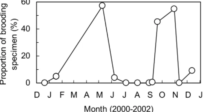 Fig. 3    Monthly  changes  in  proportion  of  brooding  Anisogammarus  pugettensis  between  December  2000 and January 2002