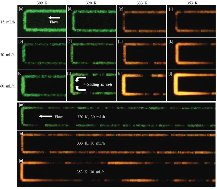 Fig. 4 Microscope images of heat treated and dying E. coli. 