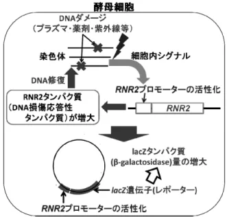 図 2   アルゴンプラズマトーチ曝露実験構成図 Fig. 2 Schematic of the experimental set-up. 