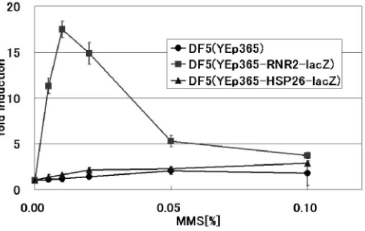 図 8  MMS 曝露による β-gal 活性の発現誘導  Fig. 8  Induction of β-gal activity by MMS. 