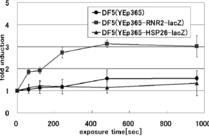 Fig. 9 Induction of β-gal activity by UV light. 