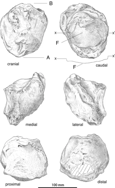 Fig. 2    Left patella of the 8th Utanobori specimen of  Desmostylus. x–x' represents a cross-section of  articular surface.
