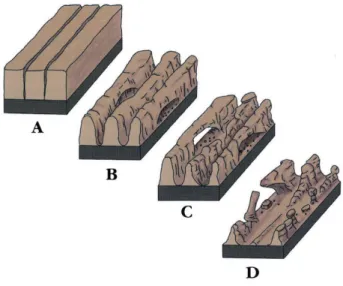 図 15  アーチの形成過程（Morris et al., 2012 より引用）。A）