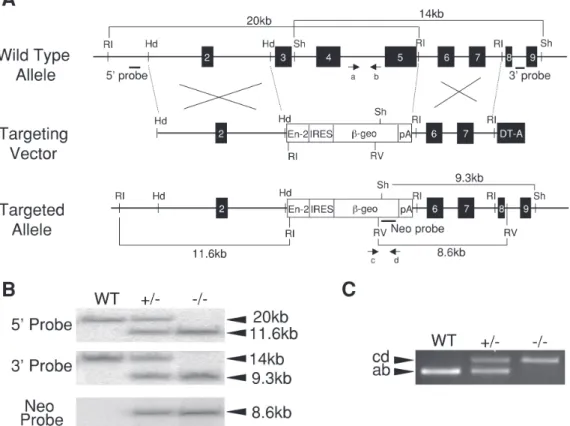 Fig. 1. Targeting disruption of JAM-B gene. A, Top, genomic locus of JAM-B gene. Middle, targeting vector designed to insert  an IRES-β-geo cassette into the JAM-B gene