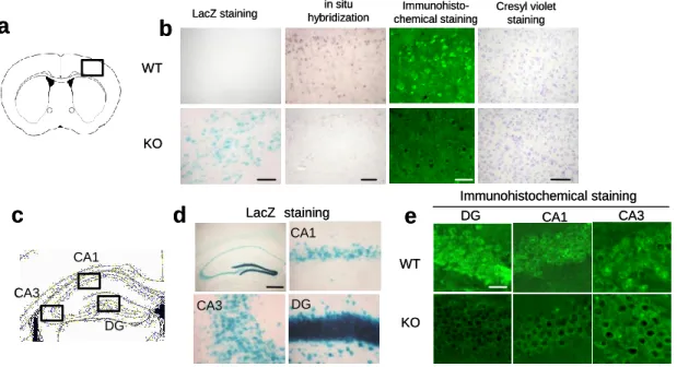 Fig. 1.    Histological evaluation in HB-EGF KO and WT mice. 