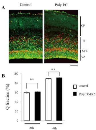 Fig. 6. Effects of the Poly I:C-injection on the cell cycle  kinetics of cortical progenitors