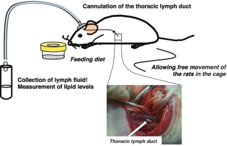 Figure 1. Permanent thoracic lymph duct cannulation method