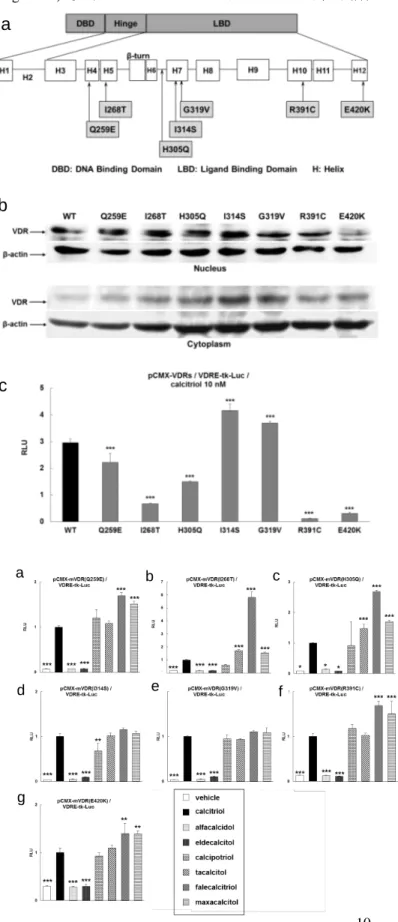 Figure 8. Introduction of point mutations in the  LBD of VDRs and protein expression of mutant  receptors