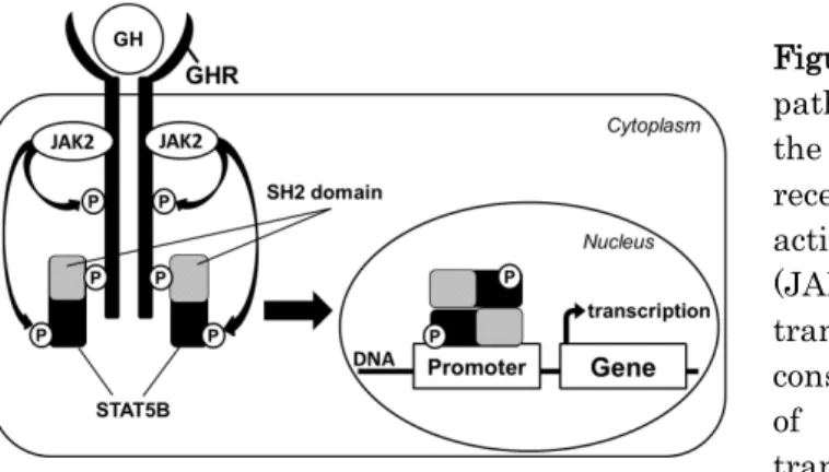 Figure  1.  GH signal transduction  pathway through STAT5B. GH binds to  the transmembrane growth hormone  receptor (GHR) resulting in the  activation of janus-activated kinase2  (JAK2) and STAT5B