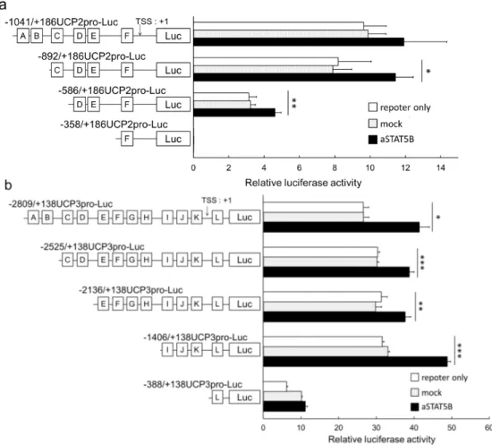 Figure  2.  The effects of active STAT5B proteins on the transcriptional activity of the (a) UCP2  promoter constructs and (b) UCP3 promoter constructs